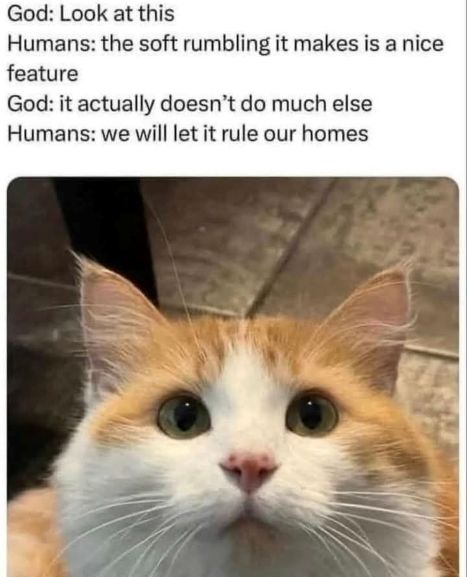 cats soft rumbling troy rubright.jpg